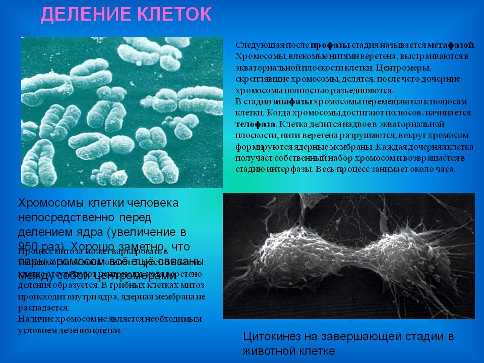 Деление клеток