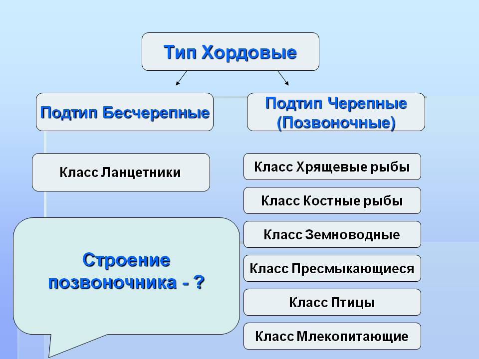 Тип Хордовые