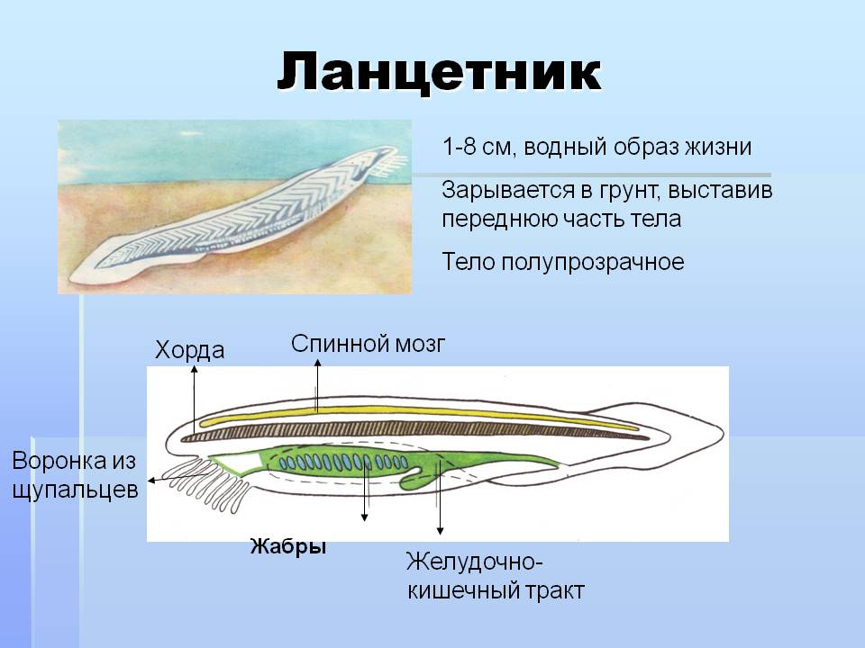 Ланцетник