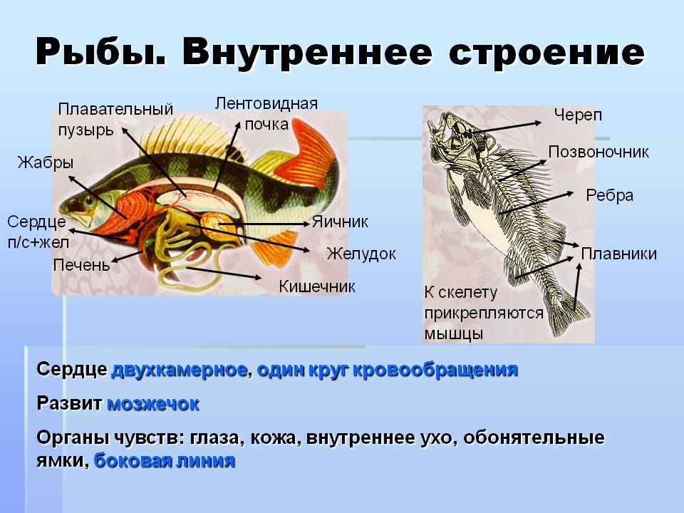 Рыбы