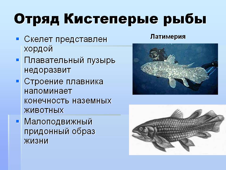 Отряд Кистеперые рыбы
