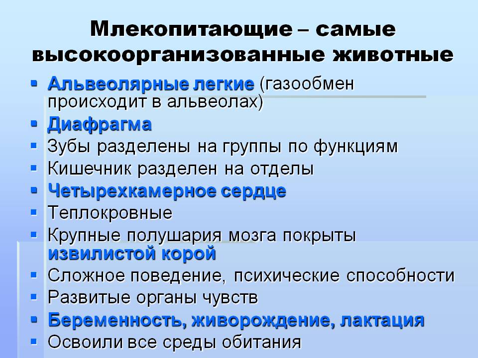 Млекопитающие – самые высокоорганизованные животные