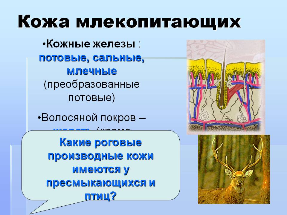Кожа млекопитающих