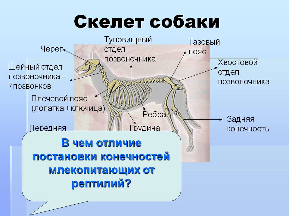 Скелет собаки