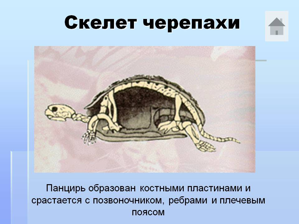 Скелет черепахи
