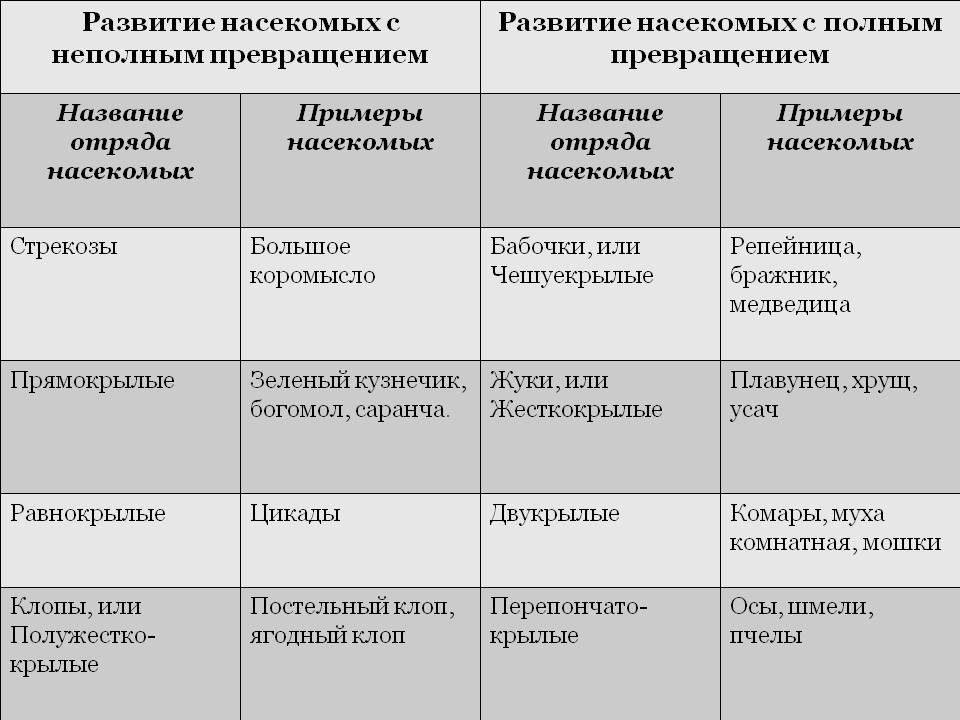 Развитие насекомых с полным превращением