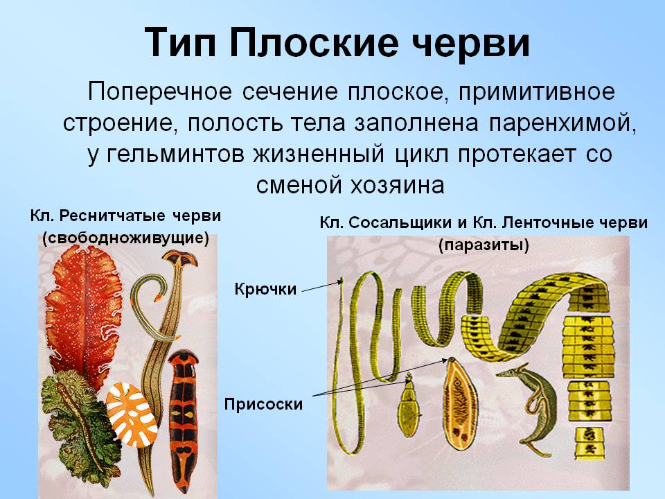 Тип Плоские черви