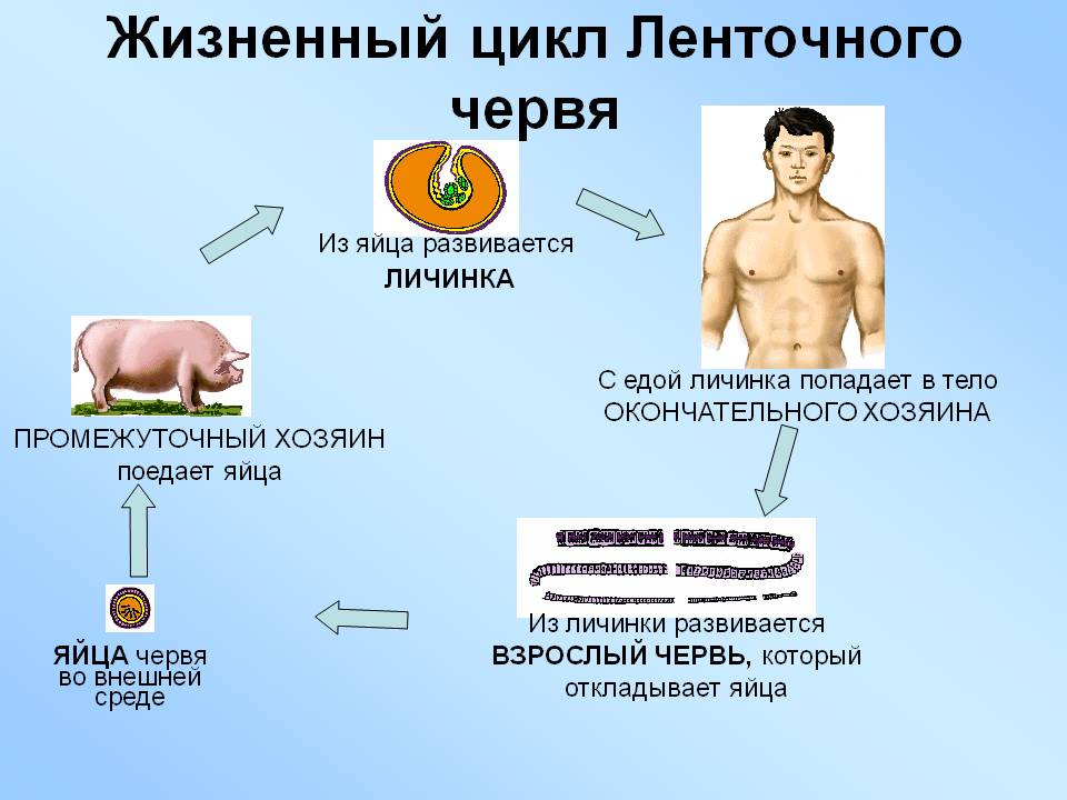 Жизненный цикл Ленточного червя