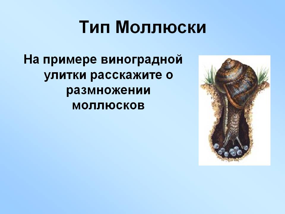 Тип Моллюски