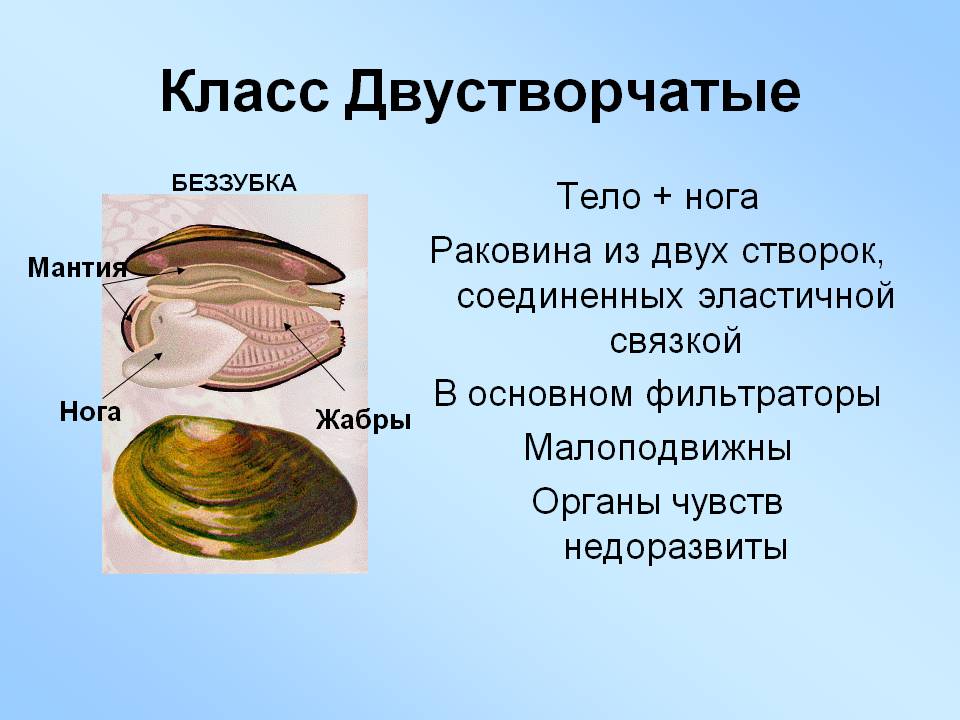 Класс Двустворчатые