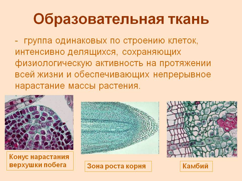 Образовательная ткань