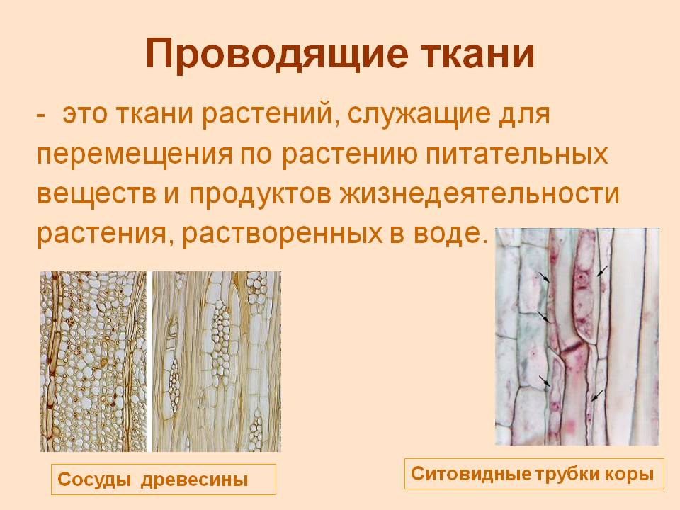 Проводящие ткани