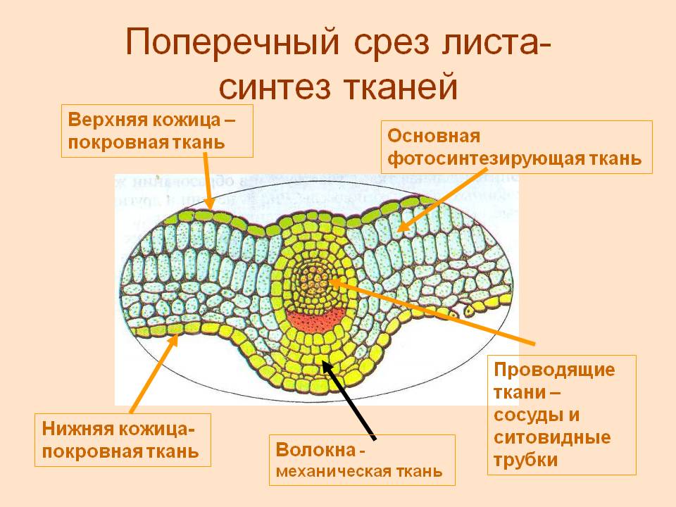 Поперечный срез листа