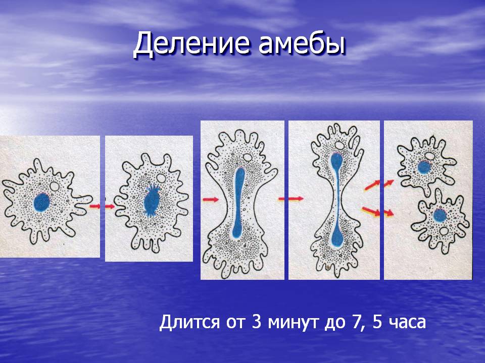 Деление амебы
