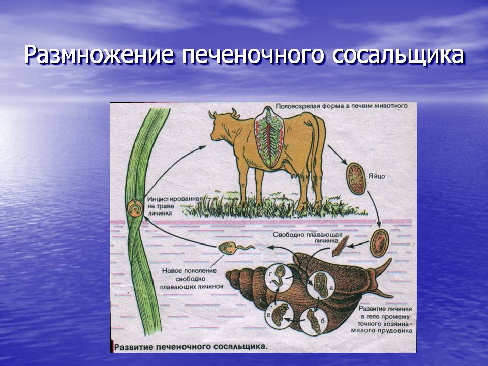 Размножение печеночного сосальщика