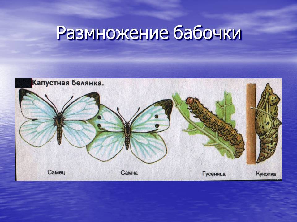 Размножение бабочки
