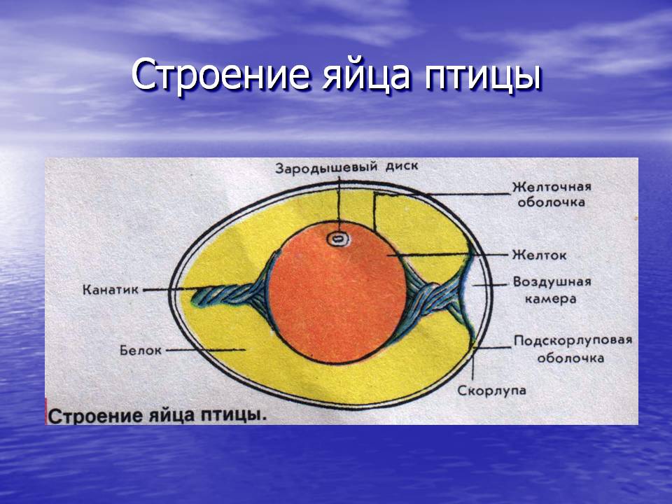 Строение яйца птицы