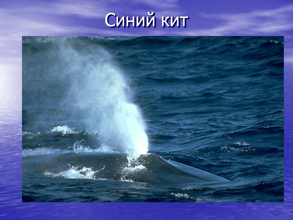 Синий кит