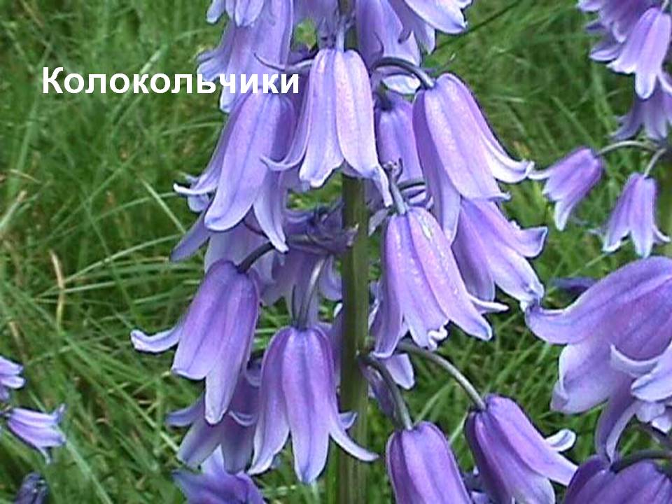 Колокольчики