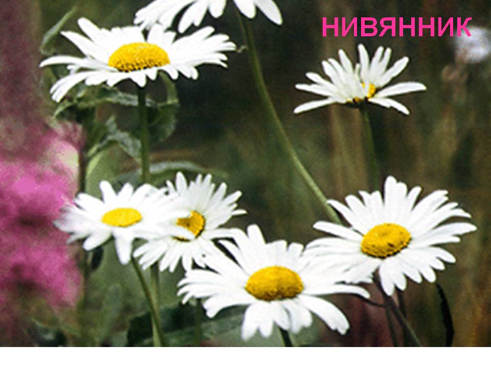 Нивянник