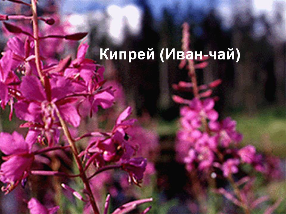 Кипрей (Иван-чай)