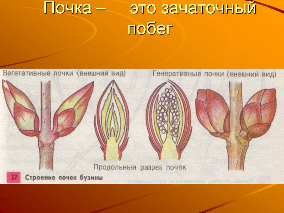 Почка – это зачаточный побег