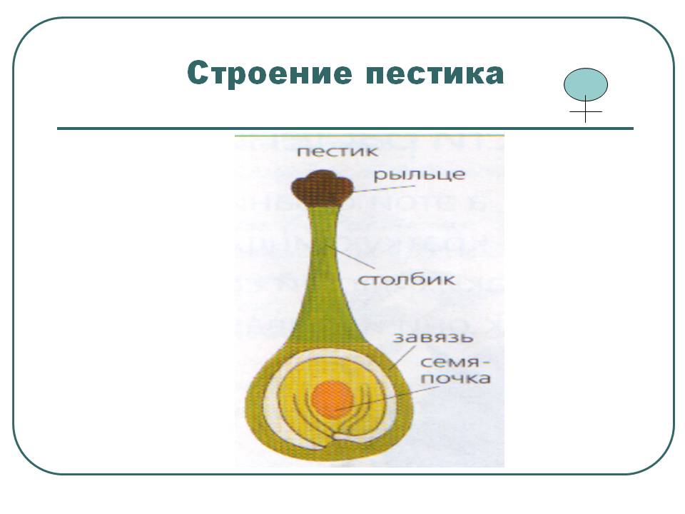Строение пестика