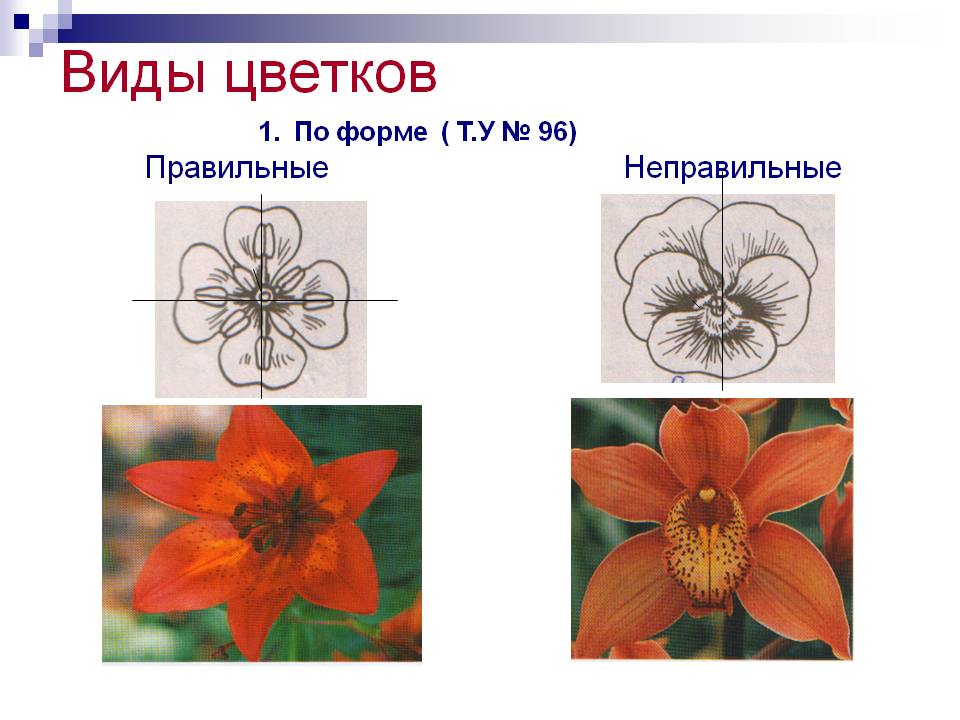 Виды цветков