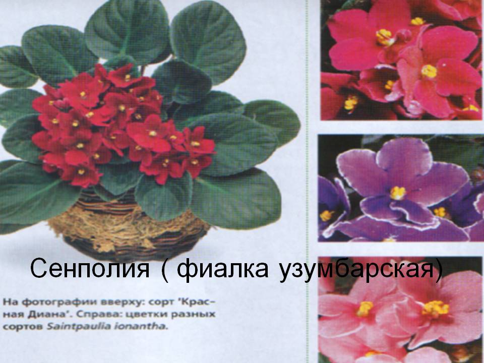 Сенполия ( фиалка узумбарская)