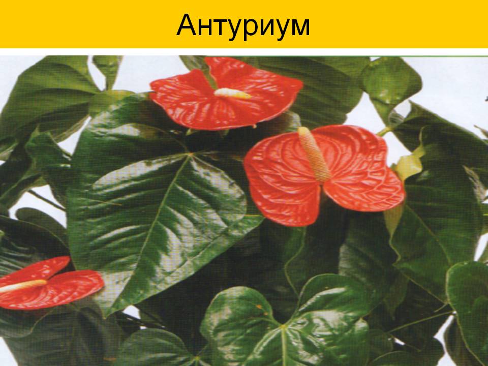 Антуриум