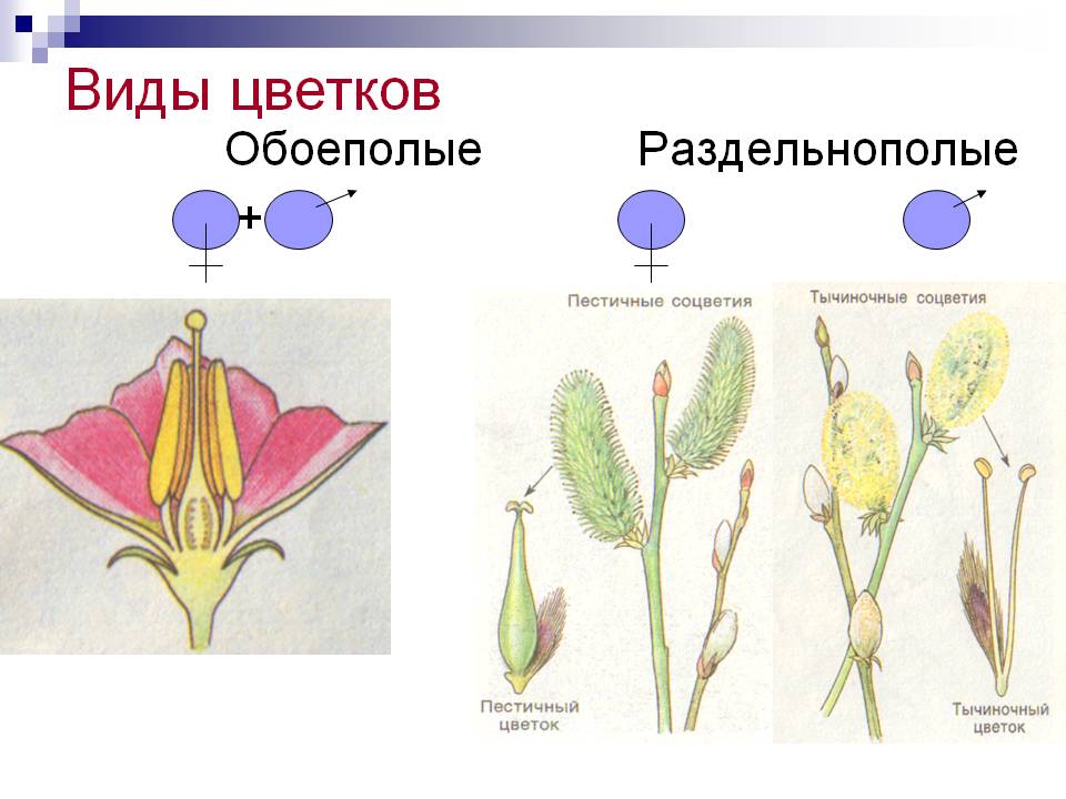 Виды цветков