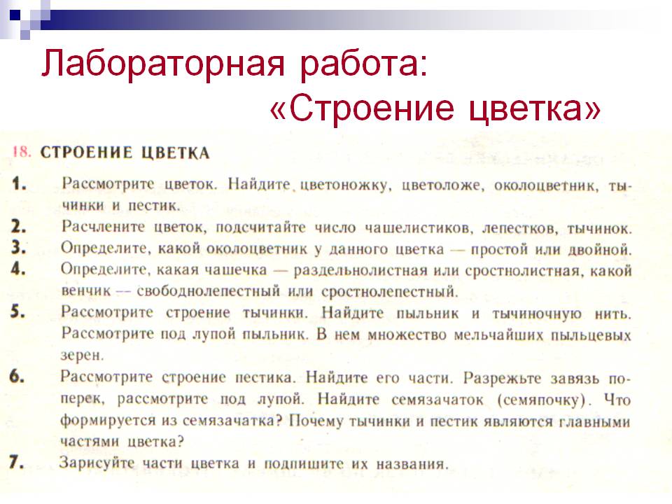 Лабораторная работа: «Строение цветка»