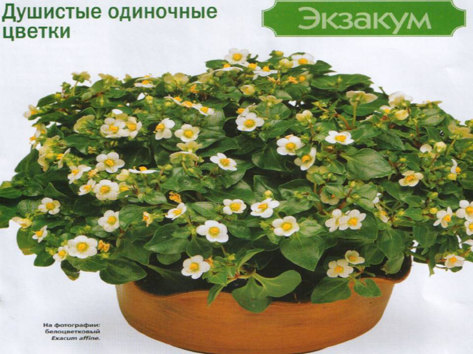 Урок цветы