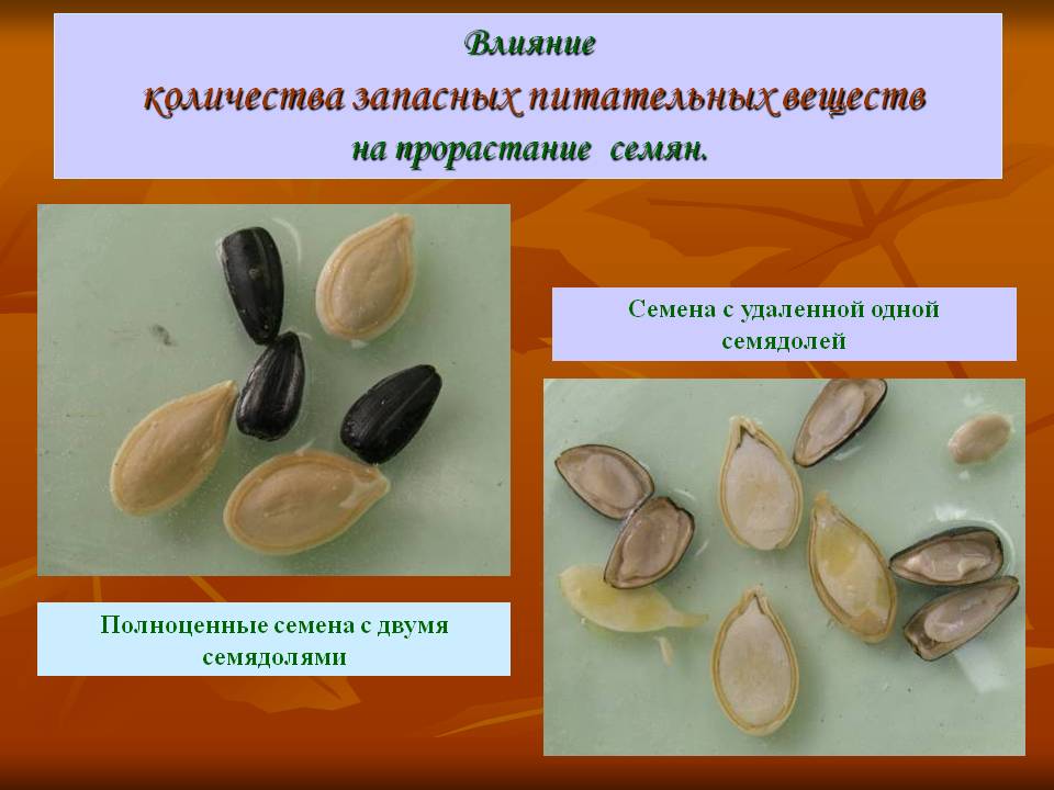 Влияние количества запасных питательных веществ