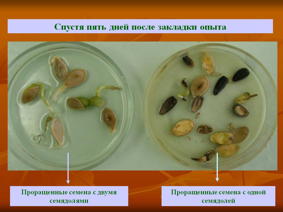 Проращенные семена с двумя семядолями