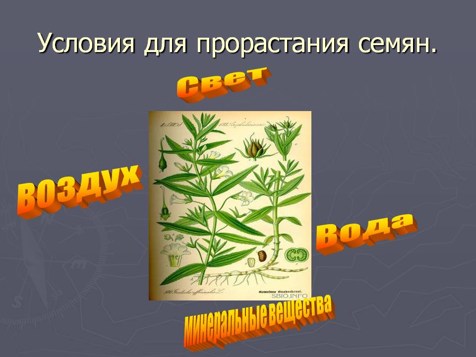 Условия для прорастания семян