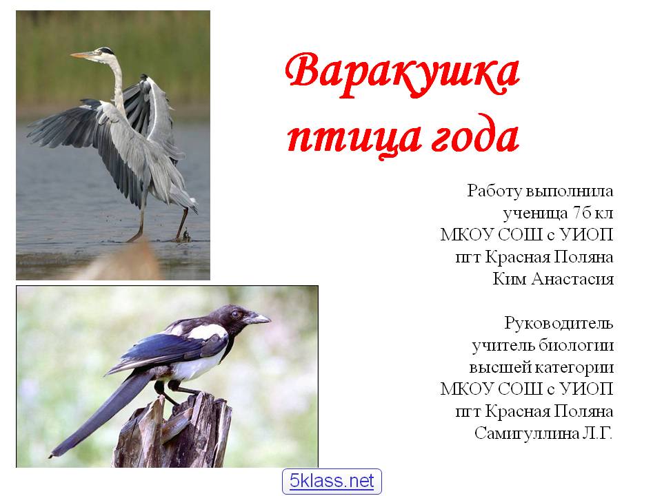 Варакушка птица года