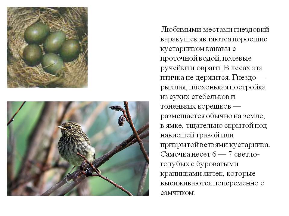 Любимыми местами гнездовий варакушек являются поросшие кустарником