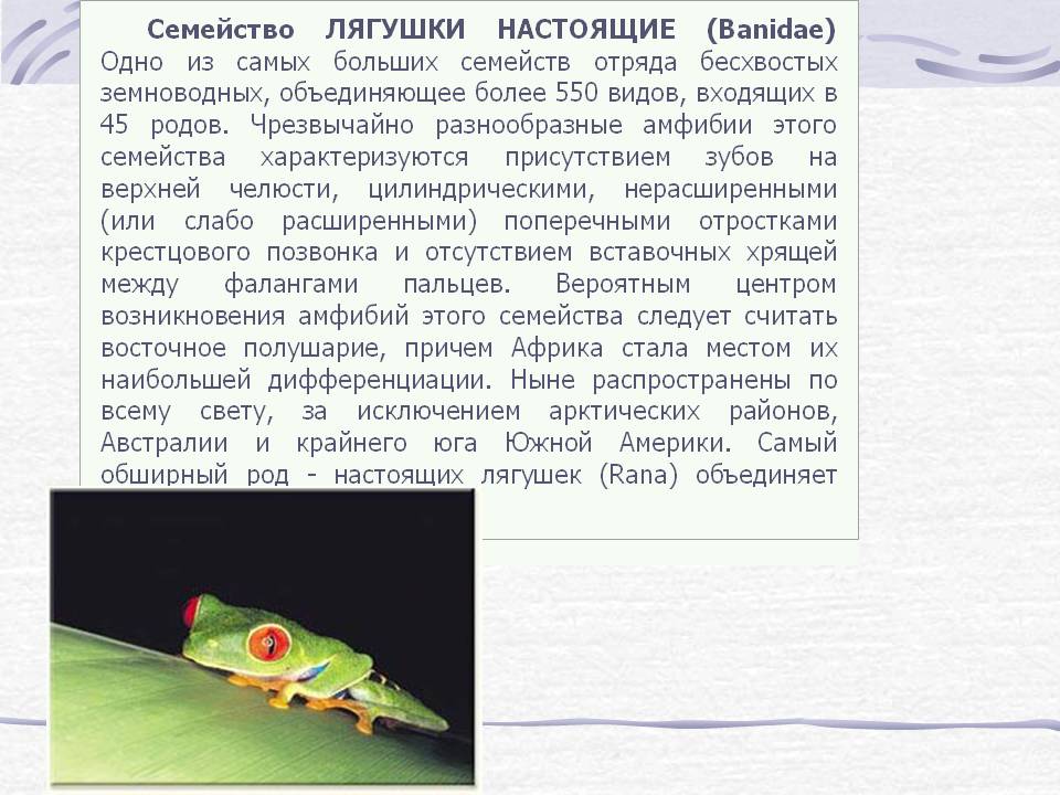 Виды лягушек