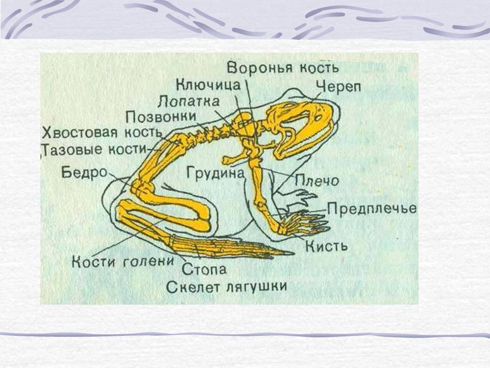 Виды лягушек