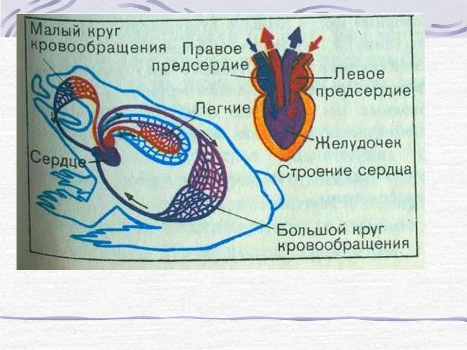 Виды лягушек