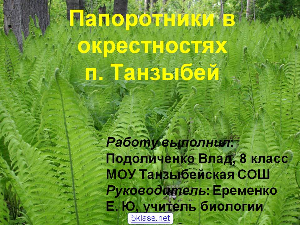 Папоротники