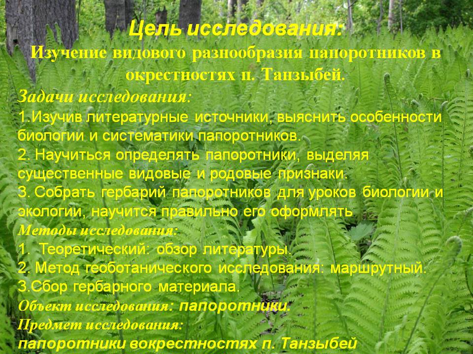 Изучение видового разнообразия папоротников