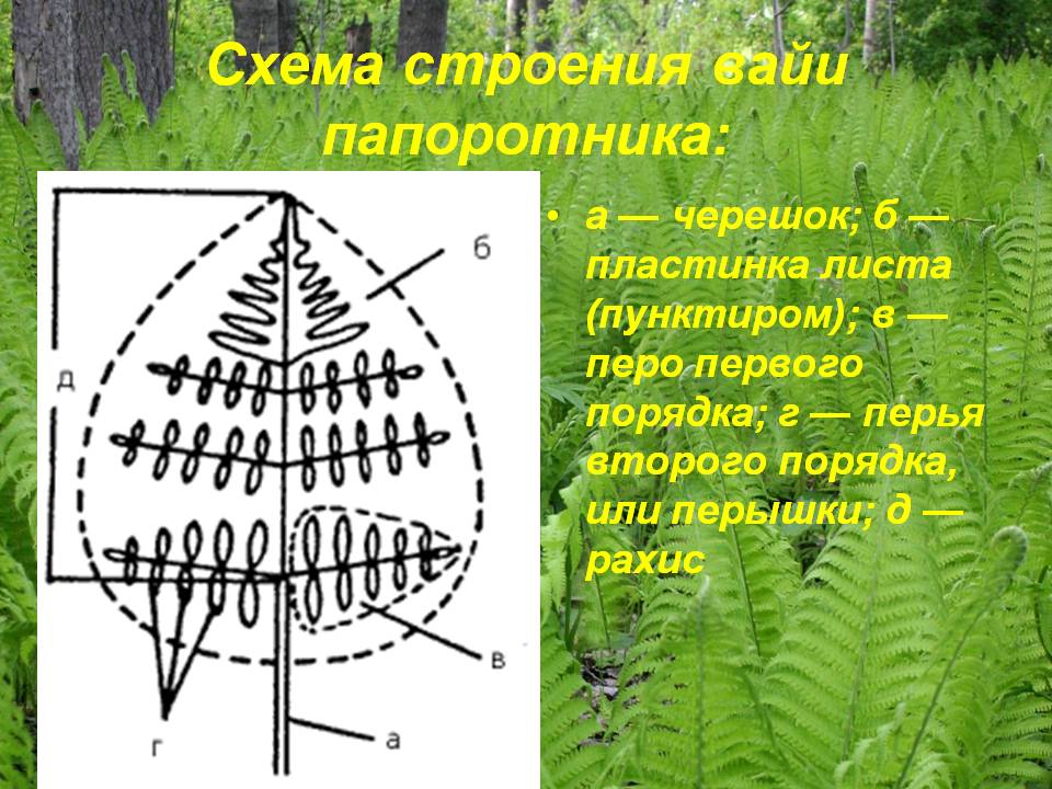 Схема строения вайи