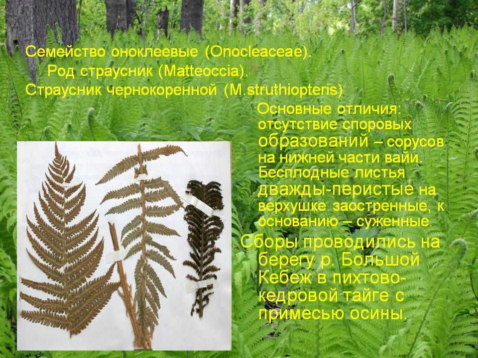Отсутствие споровых образований