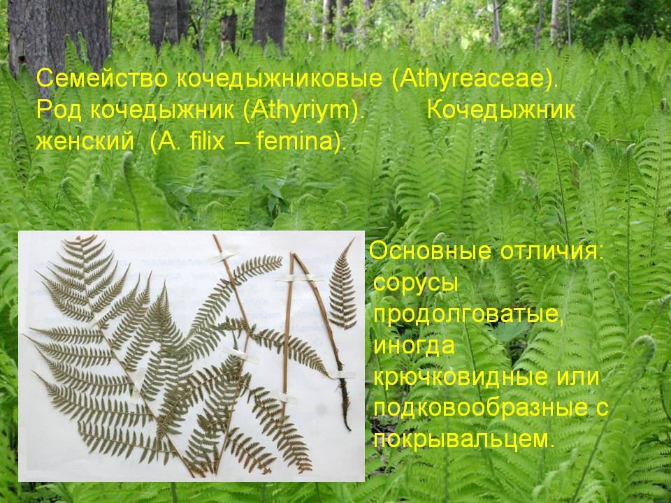 Кочедыжниковые