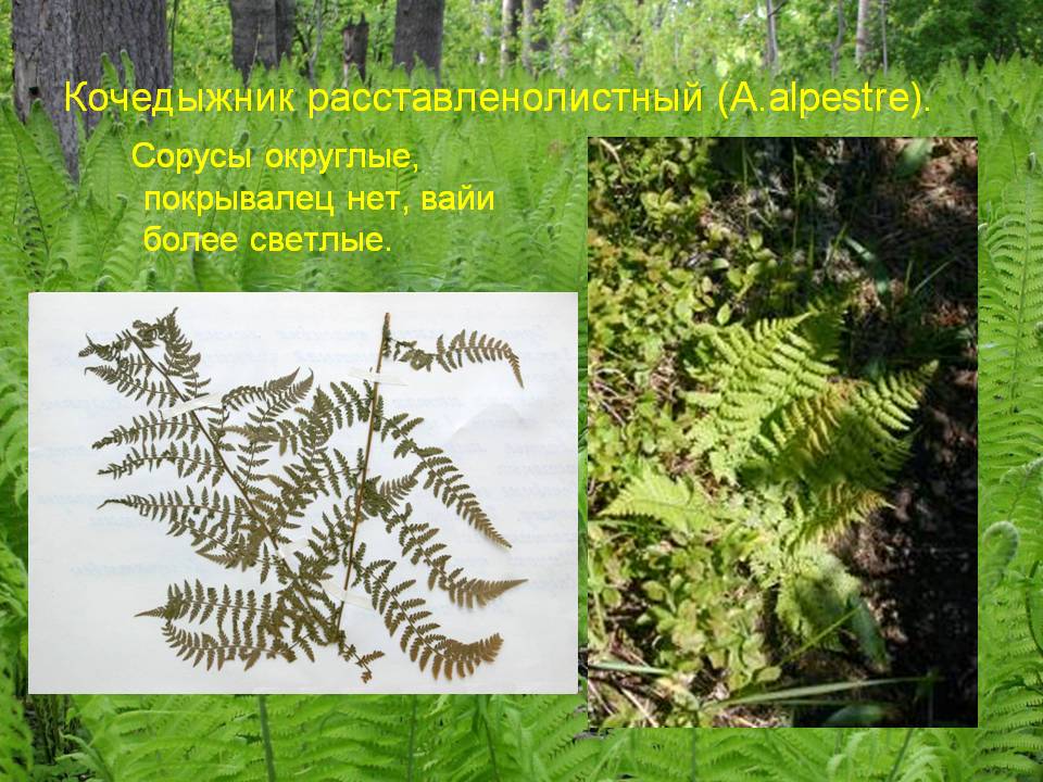 Кочедыжник расставленолистный