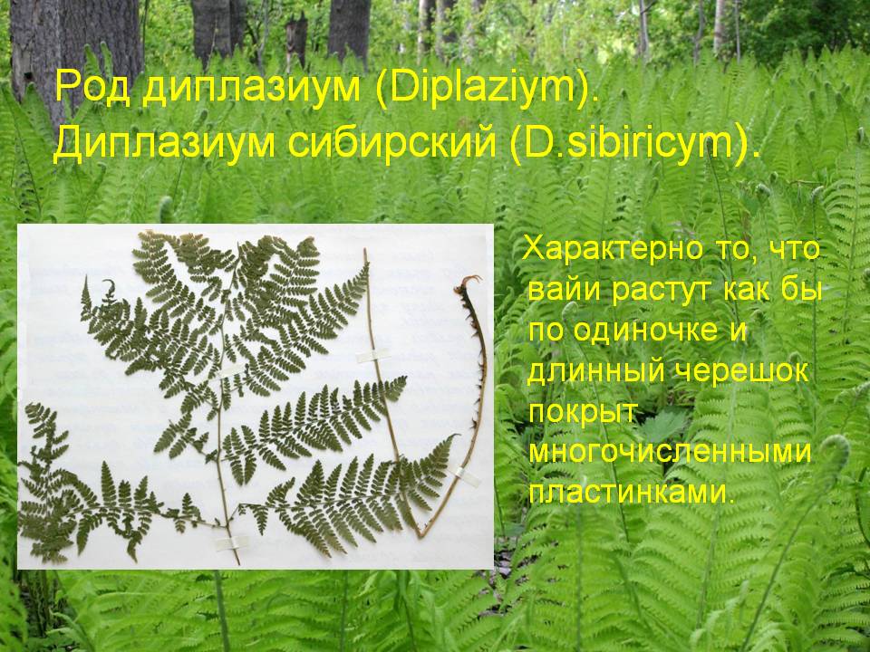 Диплазиум