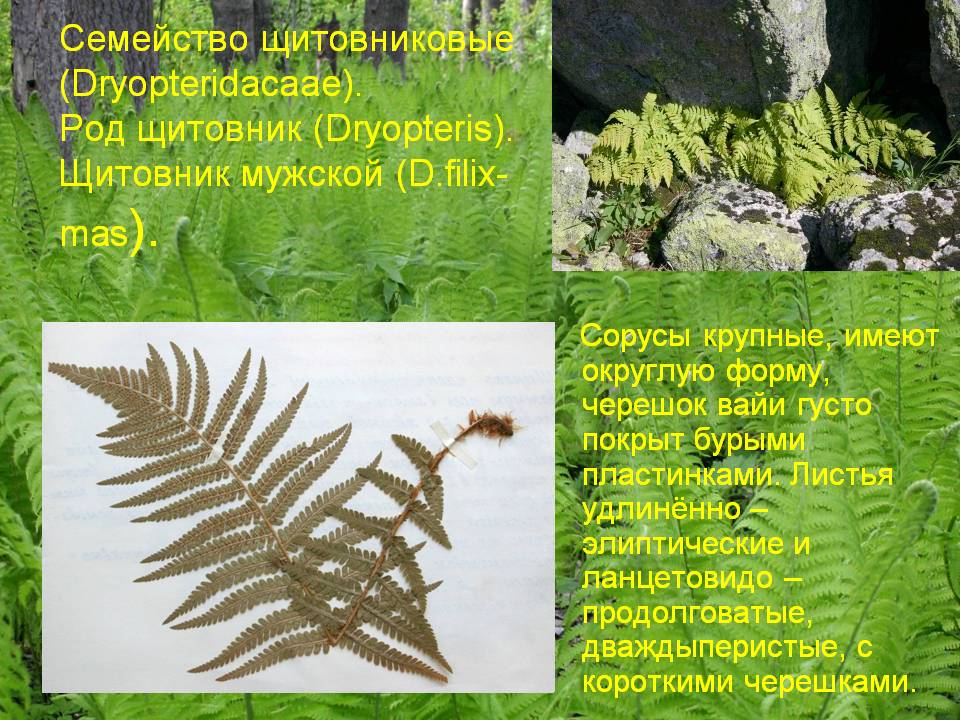 Щитовниковые
