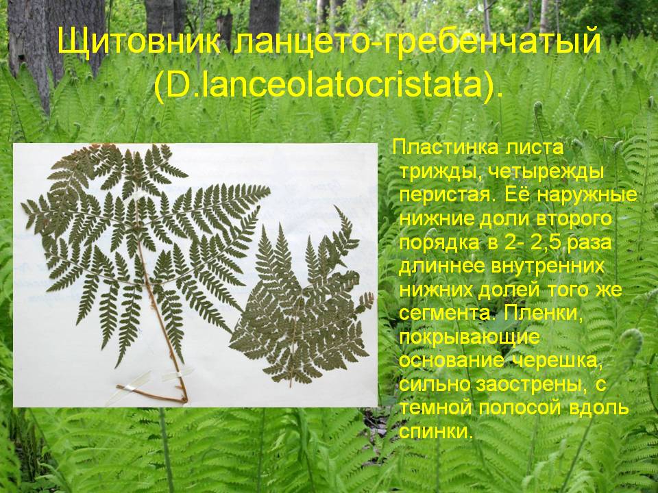 Щитовник ланцето-гребенчатый